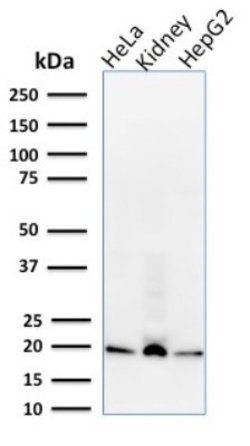 ARF1 Antibody (1A9/5) - Azide and BSA Free, Novus Biologicals 100 &mu;g | Buy Online | Novus Biologicals | Fisher Scientific